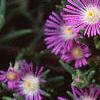 Delosperma floribunda 'Starburst', flowers