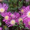 Delosperma floribunda 'Starburst', flowers