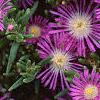 Delosperma floribunda 'Starburst', flowers