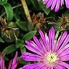 Delosperma 'Tiffindell Magenta', flowers