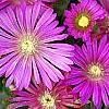 Delosperma 'Tiffindell Magenta', flowers