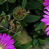 Delosperma 'Tiffindell Magenta', flowers
