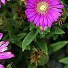 Delosperma 'Tiffindell Magenta', flowers