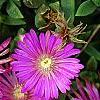 Delosperma 'Tiffindell Magenta', flowers