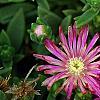 Delosperma 'Tiffindell Magenta', flowers