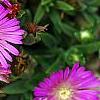 Delosperma 'Tiffindell Magenta', flowers