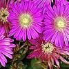 Delosperma 'Tiffindell Magenta', flowers