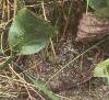 Alisma subcordatum, habit