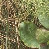 Alisma subcordatum, habit