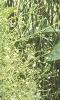Alisma subcordatum, habit