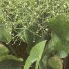 Alisma subcordatum, habit