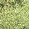 Alisma subcordatum, habit