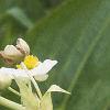 Sagittaria latifolia, flowers