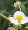 Sagittaria latifolia, flowers
