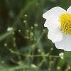 Sagittaria latifolia, flowers