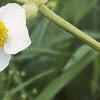 Sagittaria latifolia, flowers
