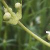 Sagittaria latifolia, flowers