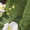 Sagittaria rigida, flowers
