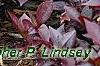 Alternanthera ramosissima 'Purple Knight', habit