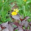Alternanthera ramosissima 'Purple Knight', habit
