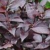 Alternanthera ramosissima 'Purple Knight', habit