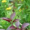 Alternanthera ramosissima 'Purple Knight', habit