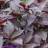 Alternanthera ramosissima 'Purple Knight', habit