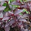 Alternanthera ramosissima 'Purple Knight', habit
