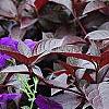 Alternanthera ramosissima 'Purple Knight', habit
