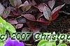 Alternanthera ramosissima 'Purple Knight', habit