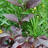 Alternanthera ramosissima 'Purple Knight', habit