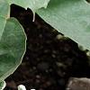 Alternanthera ficoidea 'White Carpet', habit
