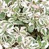 Alternanthera ficoidea 'White Carpet', habit