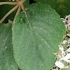Alternanthera ficoidea 'White Carpet', habit