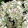 Alternanthera ficoidea 'White Carpet', habit