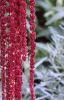 Amaranthus caudatus, flowers
