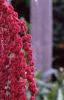 Amaranthus caudatus, flowers