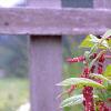 Amaranthus caudatus, flowers