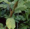 Amaranthus caudatus, flowers