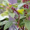 Amaranthus caudatus, flowers