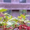 Amaranthus caudatus, flowers