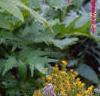 Amaranthus caudatus, flowers