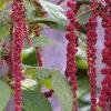 Amaranthus caudatus, flowers