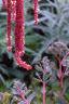 Amaranthus caudatus, flowers