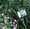 Celosia argentea 'Pink Candle', habit