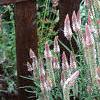 Celosia argentea 'Pink Candle', habit