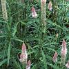 Celosia argentea 'Pink Candle', habit