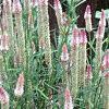 Celosia argentea 'Pink Candle', habit