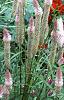 Celosia argentea 'Pink Candle', habit