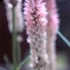 Celosia argentea 'Pink Candle', flowers